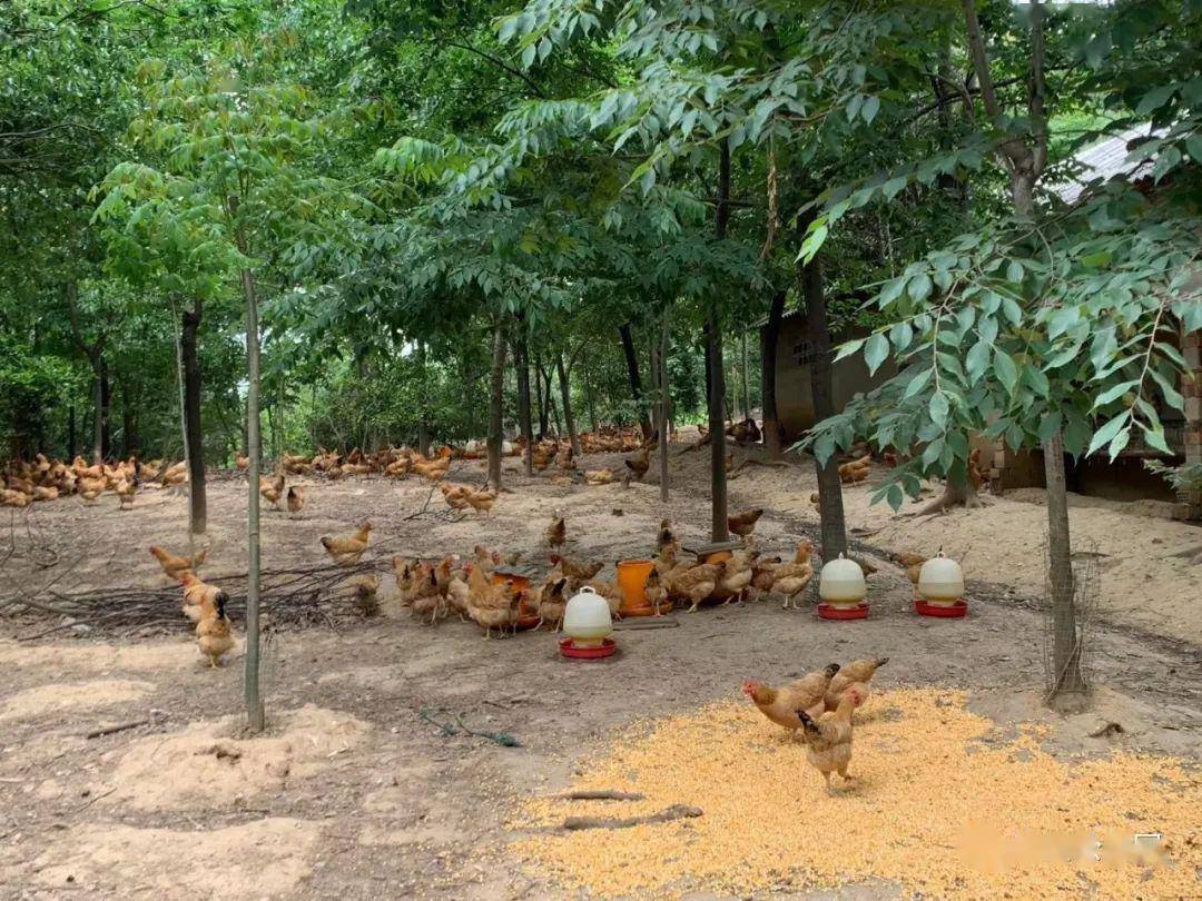 【帮农助销】春蚕助力泗安土鸡养殖户,邀您共同助力滞销绿色农产品!